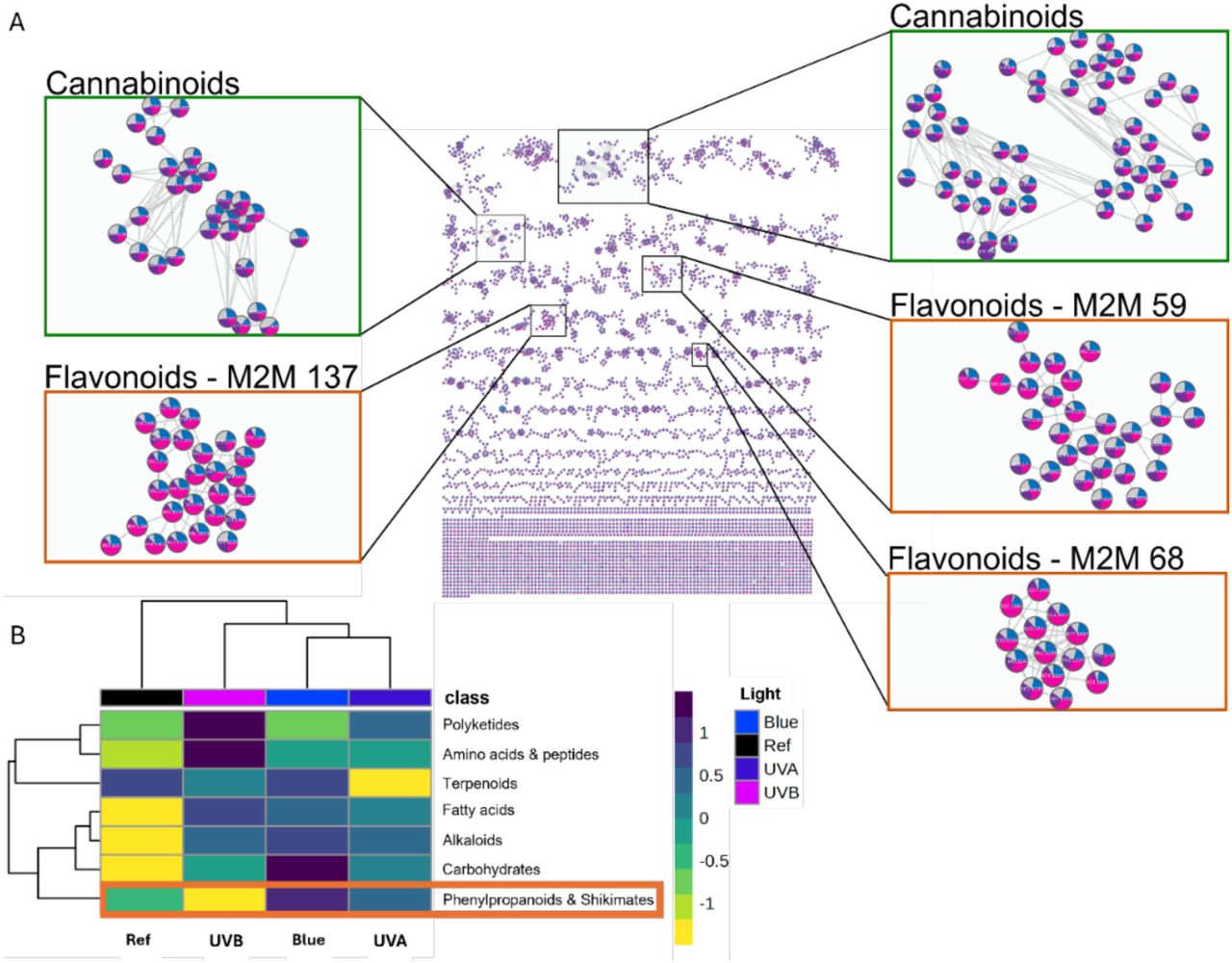 Effect of short wavelengths (UVB, UVA, blue light) on the global metabolome in Cannabis sativa L. inflorescences collected eight weeks after the onset of flowering. (A) Feature-based molecular network (FBMN) in positive ionisation mode: mass spectral molecular network of the flowers indicating flavonoids and cannabinoids clusters. Pie charts represent relative abundances for each feature (compound) according to the feature-based molecular network in positive ionization (FBMN-POS), where each color represents UVB (pink), UVA (purple), blue (blue), and reference (grey) short-wavelength treatments. (B) Heatmap based on the hierarchical clustering of the ‘global’ dataset of the floral metabolome with variables in projection (VIP) score ≥ 1.5; the yellow to dark blue bar corresponds to a Z-scaling ranging from -1 to 1; the orange rectangle highlights the phenylpropanoid/shikimate subgroup.