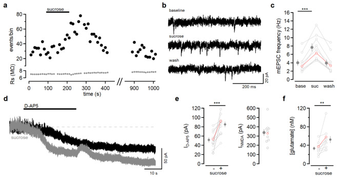 Sucrose increases mEPSC frequency and extracellular glutamate. (a) Summary of an experiment monitoring mEPSCs before, during, and after bath application of ACSF containing 40 mM sucrose. Each point on the graph represents the measurement from one recording block of 10 s. Black symbols represent the number of mEPSCs and grey symbols represent the series resistance. (b) Example traces from experiment shown in (a). (c) Summary of mEPSC frequency before (base), during (suc), and 8.5 min after (wash) sucrose solution application (n = 9 cells from 5 mice). Frequency increased in sucrose (P = 0.0001). The red open symbols correspond to the example shown in (a) and (b). (d) Voltage-clamp recording from a L2/3 pyramidal neuron at +30 mV. D-AP5 (50 µM) reduces the outward standing current in control (black trace) and in sucrose-containing solution (grey). (e) The current blocked by D-AP5 was greater when sucrose was present (n = 11 cells from 6 mice, P = 0.001). The response to 5 µM NMDA was measured in 10 of 11 experiments. (f) The level of NMDAR activation corresponded to a basal glutamate concentration of 33.4 ± 3.9 nM and increased to 52.4 ± 7.2 nM in sucrose (n = 10 cells from 6 mice, P = 0.009). The red open symbols correspond to the example traces shown in (d). Statistical analysis was done with paired t-tests.