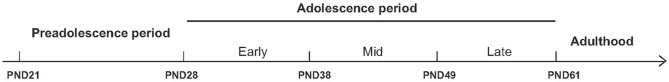 Schematic overview of the various stages of adolescence in rats. To model the effects of cannabinoid exposure at different developmental stages, rats can be treated chronically throughout the entire adolescent period (from PND28 through PND61) or during specific stages of adolescence, including early adolescence (beginning at PND28), mid-adolescence (beginning at PND38), or late adolescence (beginning at PND49). The long-term effects of adolescent cannabinoid exposure can then be measured in adulthood. PND, postnatal day.