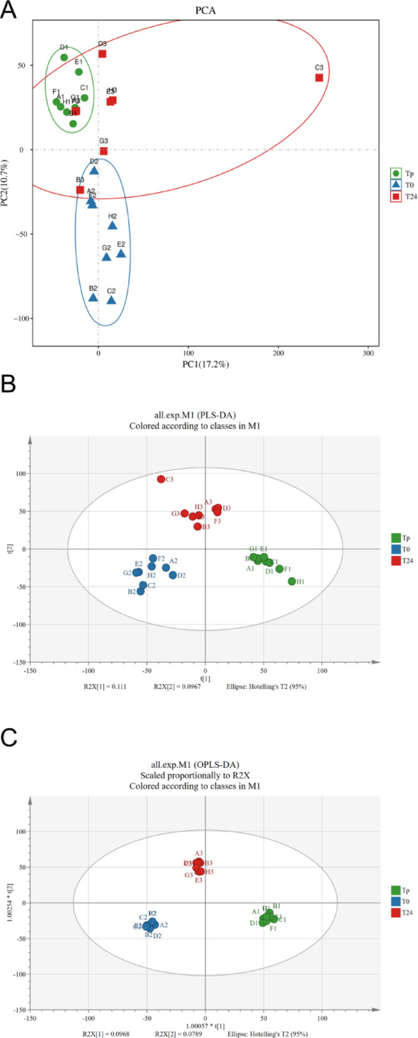 Results of PCA, PLS-DA, and OPLS-DA analysis. A: PCA analysis. B: PLS-DA analysis. C: OPLS-DA analysis