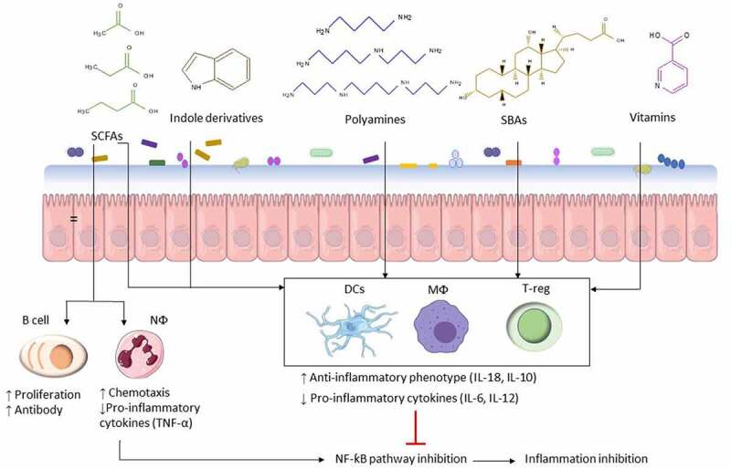Anti- inflammatory and pro-inflammatory immune modulation by bacterial metabolites. Microbial-associated metabolites affect multiple facets of the immune response such as neutrophil (NФ) chemotaxis and cytokine secretion by macrophages (MФ), dendritic cells (DC), and T-regulatory cells (T-reg). Based on the immune response, secreted cytokines can suppress or activate the NF-κB pathway. NF-κB is a major transcription factor that regulates expression of pro-inflammatory genes responsible for both the innate and adaptive immune response and inflammation such as TNF-α, IL-6, IL-8, and IL-1β