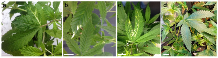 TRV2-based VIGS of PDS in different medical cannabis lines. Cannabis plantlets from line MF-71 (a), line MF-169 (b), and line MF-219 (c) 2 weeks after agro-infiltration using a syringe. A mixture of Agrobacterium transformed with pTRV1 and pTRV2 (d) or pTRV2 carrying the 310 bp fragment of PDS (a–c) was used (scale bar = 2 cm).