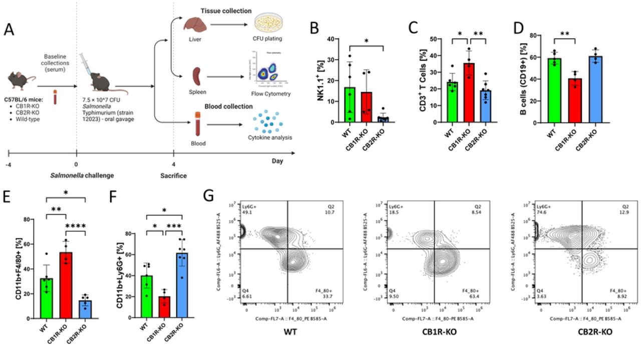 Roles of CB1R and CB2R deficiencies in modulating host resilience and survival against Salmonella Typhimurium infection in C57BL/6 mice.(A) Experimental setup illustrating the oral infection of wild-type (WT), CB1 receptor knockout (CB1R-KO), and CB2 receptor knockout (CB2R-KO) C57BL/6 mice with 7.5 × 10^7 CFUs of Salmonella Typhimurium. (B–F) Flow cytometry analysis of various immune cell subsets in the spleens of these mice post-infection, showing variations in the innate immune response across the three genotypes. Quantified cell populations include NK cells (B), CD3+ T cells (C), B cells (D), macrophages (E), and neutrophils (F). One-way ANOVA was used for statistical analysis. Statistical significance is denoted by asterisks: *p < 0.05, **p < 0.01, ***p < 0.001, and ****p < 0.0001. (G) Comparison of macrophage and neutrophil populations across WT, CB1R-KO, and CB2R-KO genotypes.