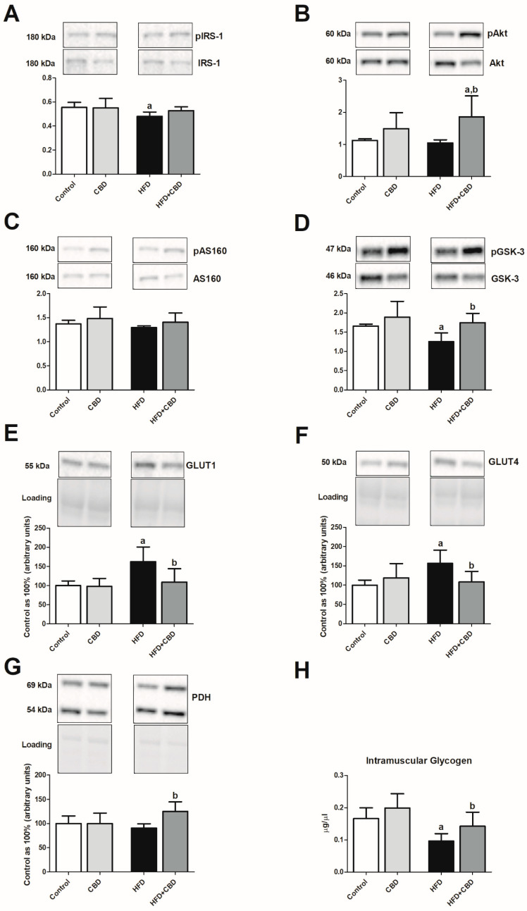 The ratio of total expression of phosphorylated and unphosphorylated proteins involved in insulin signaling pathway, e.g., (A) phosphorylated insulin receptor substrate 1/insulin receptor substrate 1 (pIRS-1/IRS-1), (B) phosphorylated protein kinase B/protein kinase B (pAkt/Akt), (C) phosphorylated AS160 protein/AS160 protein (pAS160/AS160), and (D) phosphorylated glycogen synthase kinase 3/glycogen synthase kinase 3 (pGSK-3/GSK-3), as well as total expression of (E) glucose transporter 1 (GLUT1), (F) glucose transporter 4 (GLUT4), (G) pyruvate dehydrogenase (PDH), and (H) glycogen content in the red gastrocnemius muscle in the control (standard diet) and high-fat diet (HFD) groups after chronic cannabidiol (CBD) treatment. The total expressions of the above proteins are presented as a percentage difference compared to the control group, which was set as 100%. The data are expressed as mean values ± SD, n = 6 in each group. a p < 0.05 significant difference: control group vs. examined group; b p < 0.05 significant difference: HFD vs. HFD + CBD.