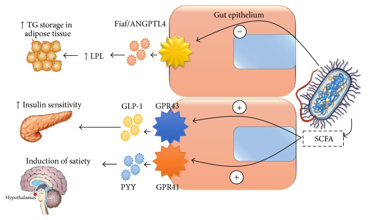Proposed mechanism of the changes in gut hormonal axis by gut microbiota. TG: triglycerides, LPL: lipoprotein lipase, Fiaf: fasting induced adipocyte factor, ANGPTL-4: angiopoitein-like protein-4, GLP-1: glucagon like peptide-1, GPR43 and GPR41: G protein coupled receptors 43 and 41, PYY: peptide YY, and SCFA: short chain fatty acids. Minus sign indicates inhibitory effect; plus sign indicates stimulatory effect.