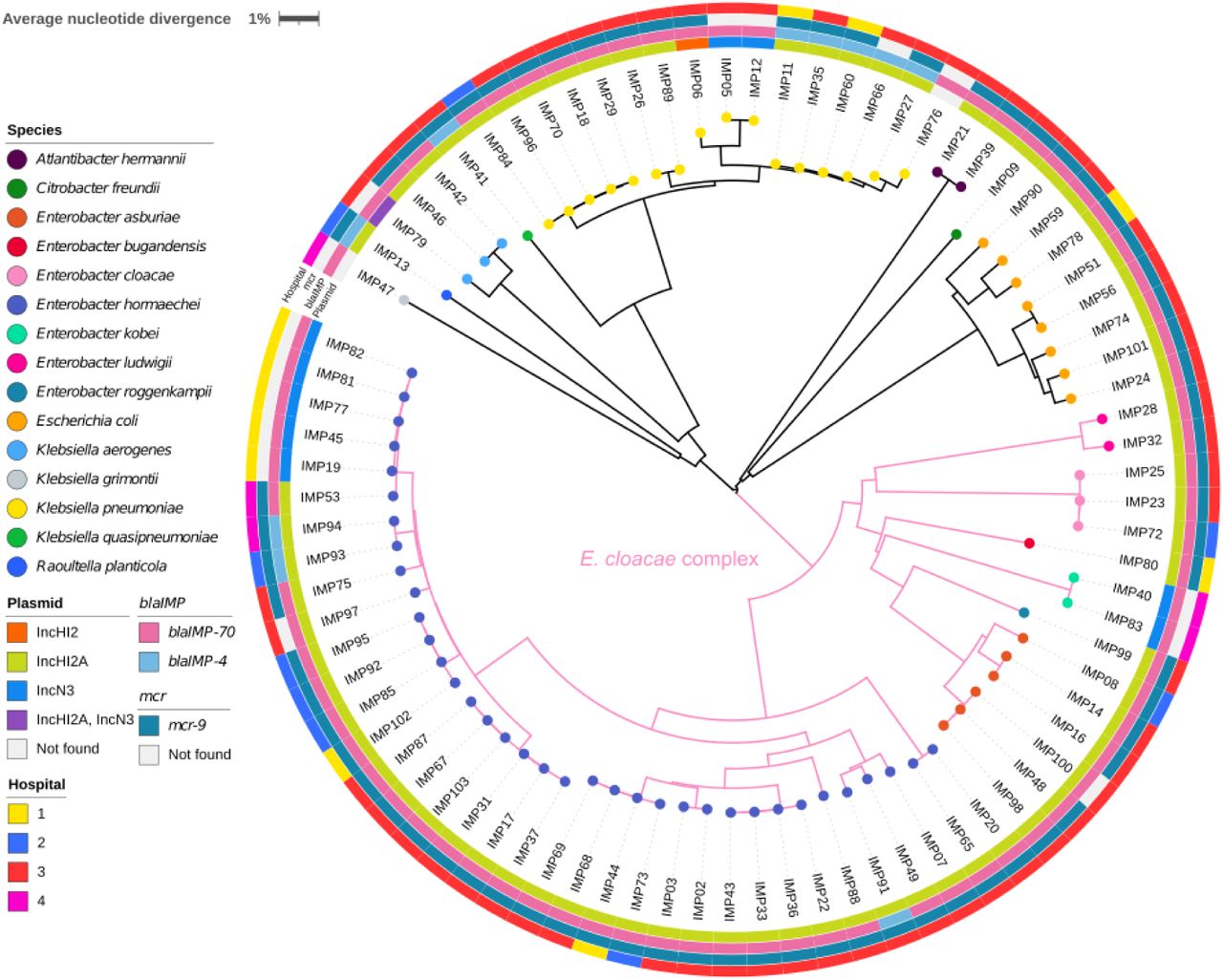 A neighbour-joining tree of 84 blaIMPCPE isolates.This tree was constructed from average nucleotide distances between genomic sequences and was midpoint rooted. The colour at the end of each branch indicates the bacterial species identity for that isolate. The rings are as follows: the innermost ring indicates the type of plasmid detected; the second ring indicates the allelic variant of the blaIMP gene detected, the third ring indicates the presence or absence of gene mcr-9 and the outermost ring indicates hospitals. The scale bar indicates the pairwise average nucleotide divergence (%).
