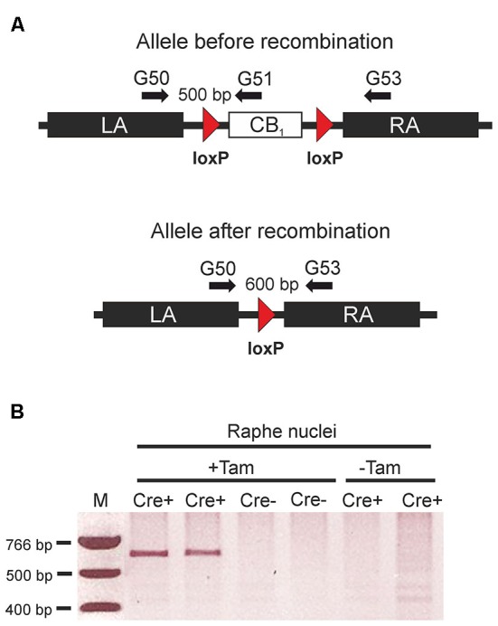 Tamoxifen-inducible genetic inactivation of cannabinoid type 1 (CB1) receptor in TPH2-positive neurons. (A) Schematic illustrations of CB1fl/fl allele before (above) and after Cre recombinase-mediated recombination (below). Arrows indicate primer positions. (B) Applying primers G50/G53, polymerase chain reaction (PCR) reactions were run using genomic DNA from the raphe nuclei region as a template. The 600 bp band indicating successful recombination was only detected in mice containing the CreERT2 transgene. (Cre+) after treatment with tamoxifen (+Tam). LA, left homology arm; RA, right homology arm; Cre+, animals heterozygous for the CreERT2 transgene and homozygous for the CB1fl/fl allele. Cre- = CB1fl/fl mice without the CreERT2 transgene; +Tam, tamoxifen-treated; −Tam, vehicle-treated; M, DNA size marker.