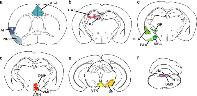 Schematic representation of the brain areas analyzed in the current study. a Cerebral cortex: anterior cingulate area (ACA); agranular insular area, posterior part (AIp); piriform area (PIR). b Hippocampal formation, HPF: dentate gyrus (DG); field CA3 (CA3). c Amygdala: basolateral amigdalar nucleus (BLA), piriform amygdalar area (PAA), medial amygdalar nucleus (MEA) and globus pallidus, internal segment (GPi). d Hypothalamus, HY: arcuate hypothalamic nucleus (ARH); ventromedial hypothalamic nucleus (VMH); dorsomedial hypothalamic nucleus (DMH). e Midbrain, MB: Substantia nigra, reticular part (SNr); ventral tegmental area (VTA). f Medulla, MY: area postrema (AP); dorsal motor nucleus of the vagus nerve (DMX), nucleus of the solitary tract (NTS)
