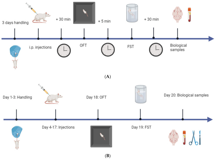 Experimental design and behavioral testing timeline for the acute and sub-chronic studies. (A) Acute administration schedule. Rats were handled for three days prior to testing, followed by a single i.p. injection of the tested compounds. Behavioral testing was conducted 30 min after injections using the OFT to assess anxiety-like behavior, followed 5 min later by the FST to assess depression-like behavior. Blood and brain tissues were collected 30 min after completion of behavioral testing for subsequent molecular and hormonal analyses but were not used in this study. (B) Sub-chronic treatment schedule. Rats were handled for three days and subsequently received daily i.p. injections of the tested compounds from day 4 to 17. Behavioral testing was conducted on day 18 (OFT) and day 19 (FST), followed by the collection of blood, brain tissue, and hair samples on day 20 for gene expression and endocrine analyses. Abbreviations: OFT—Open Field Test; FST—Forced Swim Test; i.p.—intraperitoneal. Created with BioRender.com.