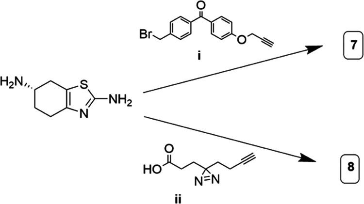 Synthesis of Pramipexole-Based Targets with Multifunctional Cross-Linkers. (i) CsCO3, KI, 14, 79%; (ii) EDC-HCl, HATU, DIPEA, 15, 45%