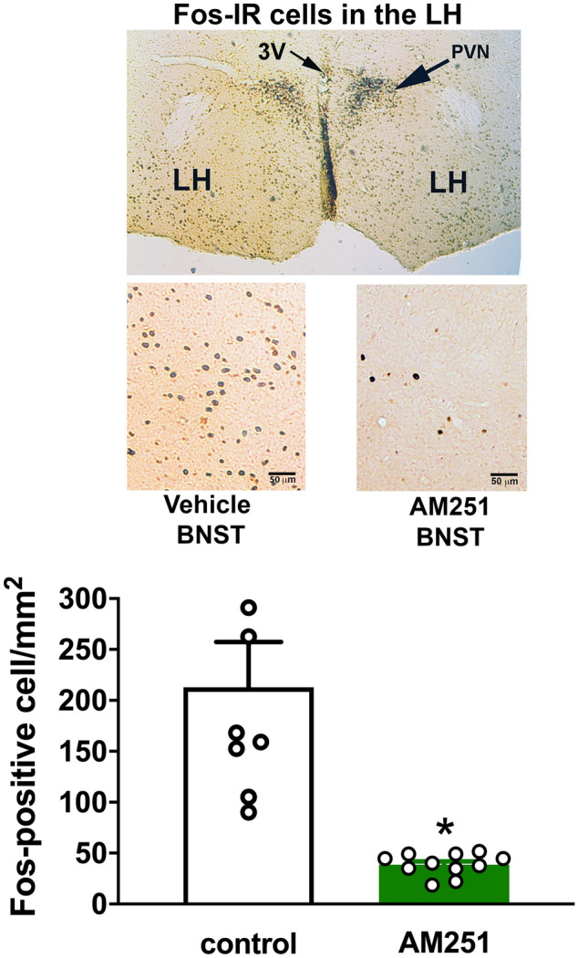 Effect of bed nucleus of the stria terminalis (BNST) treatment with the CB1 receptor antagonist AM251 in the number of Fos-immunoreactive (IR) cells in the LH following exposure to a 60-min session of restraint stress. (Top) Representative coronal sections showing Fos-IR cells in the LH following restraint stress exposure in animals that received bilateral microinjection of vehicle or AM251 into the BNST (bottom), as well as a representative section indicating the LH location (top). 3V third ventricle, LH lateral hypothalamus, PVN paraventricular nucleus of the hypothalamus. (Bottom) Number of Fos-IR cells in the LH following exposure to acute restraint stress in animals treated with vehicle [solution of saline containing 30% of DMSO (DMSO), 100 nL, n = 8] (white bar) or the selective CB1 receptor antagonist AM251 (100 pmol/100 nL, n = 11) (green bar) into the BNST. The bars represent the mean ± SEM. * P < 0.05, Student's t test.