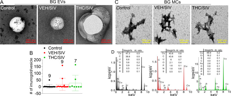 TEM–EDX elemental analysis of BG structures. A Representative TEM images of CD9-immunolabeled EVs from BG tissues, from the three RM groups. The black spots on the structures correspond to 6-nm-gold-nanoparticles-labeled goat anti-mouse secondary antibody. B Total of 25 TEM images were analyzed for size and counted for the immunogold label per vesicle and the means were reported per group. Error bar represent standard error of the mean. The number above the bars represent the number of vesicles analyzed per group. C Representative images of MC from BG tissues. Seen are dense, sharp-edged and membraneless structures of primary particle size of ~ 10–20 nm that aggregate into large structures up to ~ 500 nm. D Corresponding EDX spectra of the MC structures revealing presence of SPONCH (Sulphur, S; Phosphorus, P; Oxygen, O; Nitrogen, N; Carbon, C; and H, Hydrogen) elements, as a signature of biomolecules. Despite the strong signal of copper, Cu and chromium, Cr which constitute the main material of the specimen holder, and the fact that H is beyond the EDX detection limit and C may also be a specimen artifact, persistent traces of SPON, sulfur, phosphorus, oxygen, and nitrogen, were detected, supporting a ribonucleo-proteinaceous nature of the MC structures