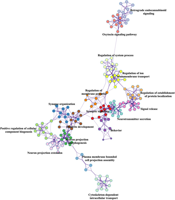 Metascape enrichment network visualization.