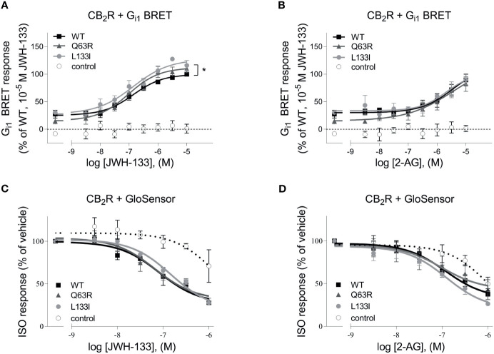 (A, B) G protein activity followed by BRET: HEK 293T cells were transfected with the indicated CB2R, Gαi1–Rluc8, Venus–β1, and γ2 DNA constructs. Concentration-response curves showing G protein activation of CB2 receptors: CB2R-WT (black squares) CB2R-Q63R (grey triangles) and CB2R-L133I (grey circles) in HEK 293T cells under basal and JWH-133 (A) or 2-AG-stimulated (B) conditions. The results were analyzed by two-way ANOVA (stimulation and expressed receptor) and Tukey’s post-hoc test was applied for pairwise comparisons of the wild-type and mutant CB2R. * indicates a significant difference between wild-type CB2R vs. CB2R-L133I (p<0.01). No other comparison between receptors was significantly different, but all receptors differed from control (p<0.001). The mean ± S.E.M. of the data from 4 independent experiments is shown. (C, D) cAMP signaling: ISO-induced cAMP signal decreases with CB2R stimulation. Cells were co-transfected with CB2Rs and GloSensor, and no CB2R was expressed in control cells. The cAMP signal was induced with 1 μM ISO. Data show the effect of JWH-133 (C) or 2-AG (D) treatment on cAMP formation by the three CB2 receptors. The results were analyzed with two-way ANOVA (stimulus and expressed receptor) and Tukey’s post-hoc test was applied for pairwise comparisons of the wild-type and mutant CB2R. There was no significant difference between the CB2Rs.