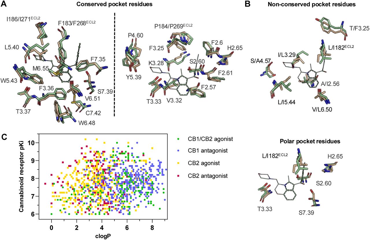 CB2R(green)/CB1R(tan) conserved pocket residues (A) and pocket residues the two subtypes do not have in common (B). Residues are displayed using Ballesteros-Weinstein numbering. Affinity of literature cannabinoid receptor ligands against their calculated lipophilicity (clogP), and polar pocket residues that were targeted for CB2R selectivity (C). Compounds reported with nanomolar affinities published between 1993 and 2023 in J. Med. Chem., Bioorg. Med. Chem., Bioorg. Med. Chem. Lett., ACS Med. Chem. Lett., ChemMedChem, RSC Med. Chem., and Eur. J. Med. Chem. were included. A compound was defined as selective if a 100-fold difference was reported. clogP was calculated using ChemAxon’s Chemicalize.