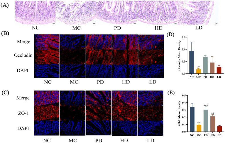 Histological and immunofluorescence images with graphs showing gut samples and protein expression. (A) H&E stained sections of gut tissue labeled NC, MC, PD, HD, and LD. (B) Immunofluorescence images showing occludin (red) and DAPI (blue) labeling. (C) Immunofluorescence images with ZO-1 (red) and DAPI (blue) labeling under the same conditions. (D) Bar graph showing occludin mean density. (E) Bar graph showing ZO-1 mean density. Each label corresponds to different experimental conditions: NC, MC, PD, HD, and LD.