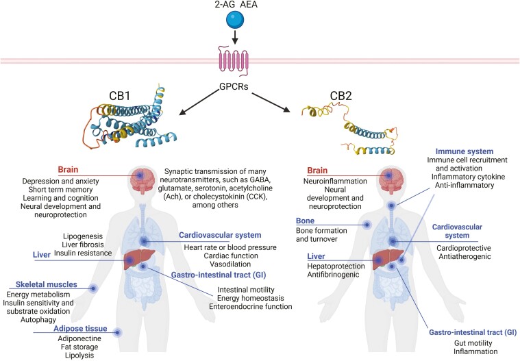 Major localization sites and associated functions of the CB1R and CB2R in the human body. Both CB1 and CB2 cannabinoid receptors are GPCRs that primarily couple to G proteins of the Gi and Go classes. The majority of CB1Rs expressed in the human body are found in the brain, including the olfactory bulb, hippocampus, basal ganglia, cerebellum, cerebral cortex, septum, amygdala, and hypothalamus, where they are involved in various neurological activities. In addition, CB1R is also abundantly expressed in the peripheral nervous system (PNS) and peripheral tissues in a region-specific manner. CB2R is mainly found in immune cells such as macrophages, B lymphocytes, and blood stem cells, and in immune organs such as the spleen, tonsils, and thymus, and to a lesser extent in the cerebral cortex, cerebellum, and the gastrointestinal tract. The crystal structures of CB1R and CB2R were generated using the AlphaFold Monomer v2.0 pipeline. The figure was generated using BioRender (Agreement number: OR27NE69ML). CB1R, CB1 receptor; GPCR, G-coupled protein receptors.