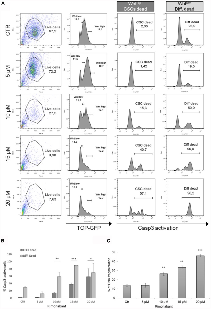 (A) Representative histograms and (B) bar histogram of Caspase 3 activation in GTG7 cells treated for 24 h with Rimonabant or vehicle alone at the indicated doses. Caspase 3 (PE quantification) was analyzed gating on about 10% of TOP-GFPhigh (Wnthigh) cells, corresponding to CSCs, and on about 10% TOP-GFPlow (Wntlow) cells, corresponding to differentiated tumor cells. (C) DNA fragmentation amount in PI-stained GTG7 cells, treated for 24 h with Rimonabant or vehicle alone at the indicated doses. Data are expressed as mean ± SD of at least three independent experiments in duplicate (∗p < 0.05, ∗∗p < 0.01, ∗∗∗p < 0.005 vs. control).