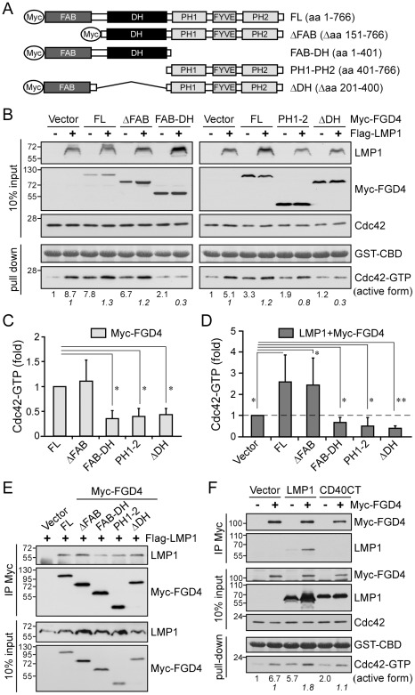 FGD4 modulates LMP1-mediated Cdc42 activation through protein-protein interaction.(A) Schematic illustrations of Myc-tagged FGD4 and its truncated derivatives. FL, full-length FGD4; ΔFAB, deletion of the F-actin-binding domain; ΔDH, deletion of the Dbl homology domain (catalytic domain); PH1 and PH2, pleckstrin homology domains 1 and 2; FYVE, a zinc finger domain named after Fab1, YOTB, Vac1, and EEA1. (B) Characterization of FGD4 function and its effect on LMP1-mediated Cdc42 activation. NPC-TW01 cells were co-transfected with 1.5 µg of Myc-FGD4 expression plasmids and 1 µg of Flag-LMP1 expression plasmid or empty vector (control). After 24-h incubation and a following 6-h serum starvation, cells were lysed for GST-CBD pull-down assays and the level of active Cdc42 was determined as described above. The constant amounts of GST-CBD for pull-down assays were shown by Ponceau S staining. The domain of FGD4 required for Cdc42 activation was determined by calculating the relative fold-change in active Cdc42 with expression of truncated FGD4 versus expression of full-length FGD4. The mean ± SD of five independent experiments is shown in C (*, P<0.001; paired t-test). The effect of FGD4 on LMP1-mediated Cdc42 activation was demonstrated by calculating the relative fold-change in active Cdc42 with expression of both LMP1 and FGD4 versus expression of LMP1 alone (B; numbers in italics). The mean ± SD of five independent experiments is shown in D (*P<0.05, **P<0.01; paired t-test). (E) Co-immunoprecipitation of Flag-LMP1 with Myc-FGD4. NPC-TW01 cells that had been transfected with the indicated plasmids were lysed after incubation as described in B. The resulting cell lysates were applied to co-immunoprecipitation assays with an anti-Myc affinity matrix. The precipitated protein complexes were analyzed by Western blotting with anti-LMP1 (S12) and anti-Myc (9E10) antibodies. (F) NPC-TW01 cells that had been transfected with plasmids encoding Flag-LMP1 or Flag-CD40CT together with Myc-FGD4 were lysed after incubation as described in B. A portion of the resulting cell lysate was analyzed by co-immunoprecipitation assays using an ani-Myc affinity matrix and the remainder was analyzed by GST-CBD pull-down assays, as described above.