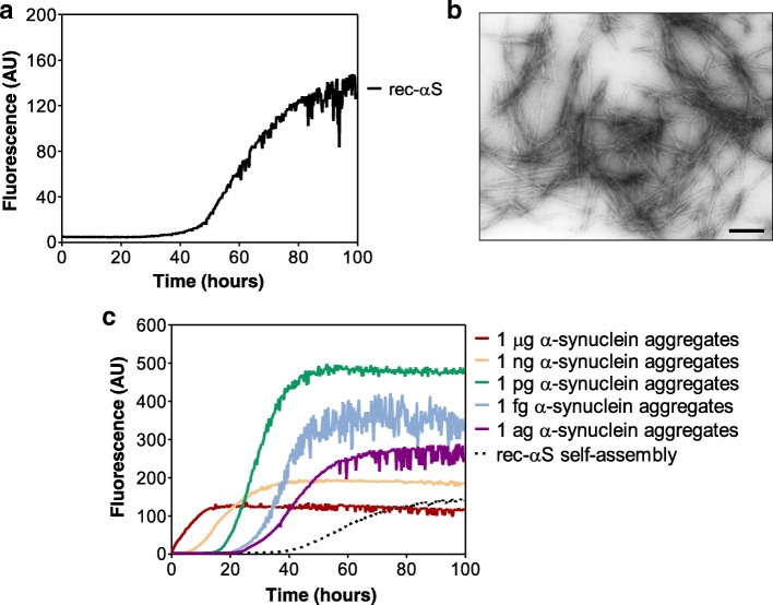 RT-QuIC analysis of in vitro generated α-synuclein aggregates. a In vitro generation of α-synuclein aggregates (artificial seeds). rec-αS [140 μM] was induced to aggregate by alternating cycles of incubation and shaking. Average ThT fluorescence intensity was plotted against time; b TEM analysis of final α-synuclein aggregates. Amyloid fibrils were efficiently generated in vitro under well controlled experimental conditions. Scale bar: 500 nm; c Assessment of the RT-QuIC detection limits. Serial dilutions of the artificial seeds previously produced were analyzed by means of RT-QuIC. All dilutions efficiently accelerated the kinetics of rec-αS aggregation. Average ThT fluorescence intensity was plotted against time. Self-assembly refers to unseeded rec-αS reactions
