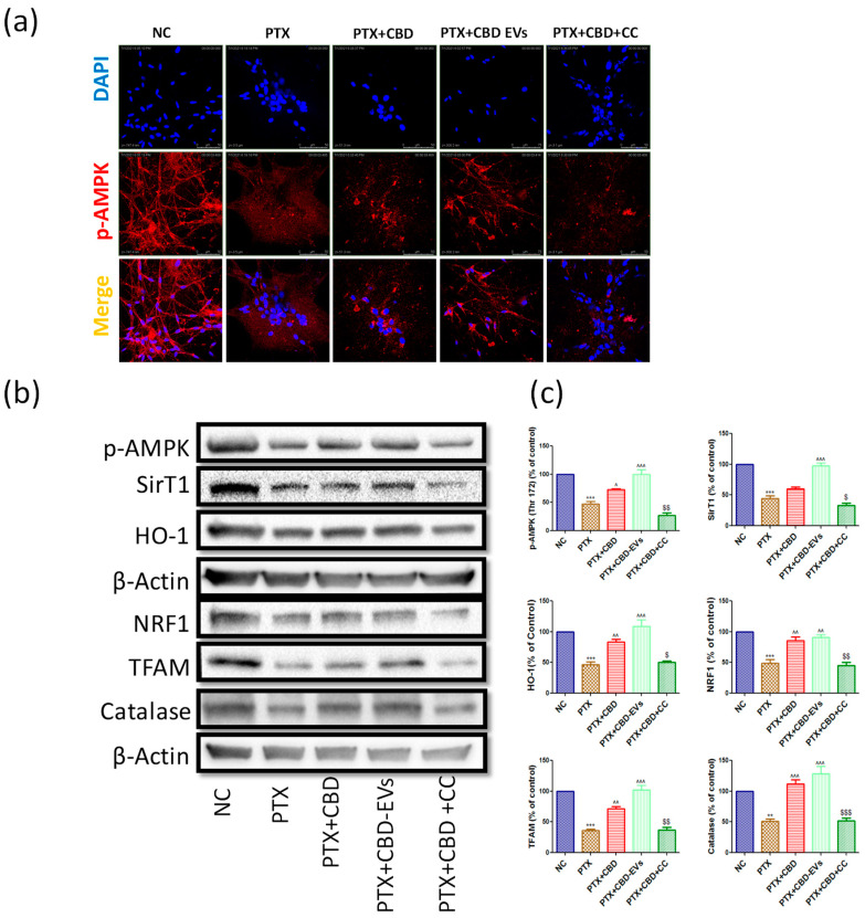 Immunoexpressions of the AMPK pathway in cultured DRG primary cells (a) Representative confocal microscope images showing the upper panel nuclear (DAPI) staining, middle panel: immuno expression of p-AMPK (Thr 172) labeled with rhodamine, and lower panel showing the merge of p-AMPK and DAPI (b) Western blots of cultured DRG lysates show treatment with 12 μM either of CBD and CBD-EVs in PTX-treated neuronal cells for 48 h (c) Bar graphs represent the respective western blots quantification. ** p < 0.01 and *** p < 0.001 vs. NC, ^ p < 0.05, ^^ p < 0.01 and ^^^ p < 0.001 vs. PTX (8 mg/kg). $ p < 0.05, $$ p < 0.01 and $$$ p < 0.001 vs. PTX + CBD. NC: Untreated adult rat DRG primary cells, PTX: The primary cells (DRG cultures) were grown and treated with 3 µM paclitaxel for 48 h, PTX + CBD: The primary cells (DRG cultures) were grown and treated with 3 µM paclitaxel followed by post-treatment with 12 µM of CBD for 48 h, PTX + CBD-EVs: The primary cells (DRG cultures) were grown and treated with 3 µM paclitaxel followed by post-treatment with 12 µM of CBD-EVs for 48 h, PTX + CBD + CC: The primary cells (DRG cultures) were grown and treated with 3 µM paclitaxel followed by post-treatment with 12 µM of CBD and 10 µM of compound C for 48 h.