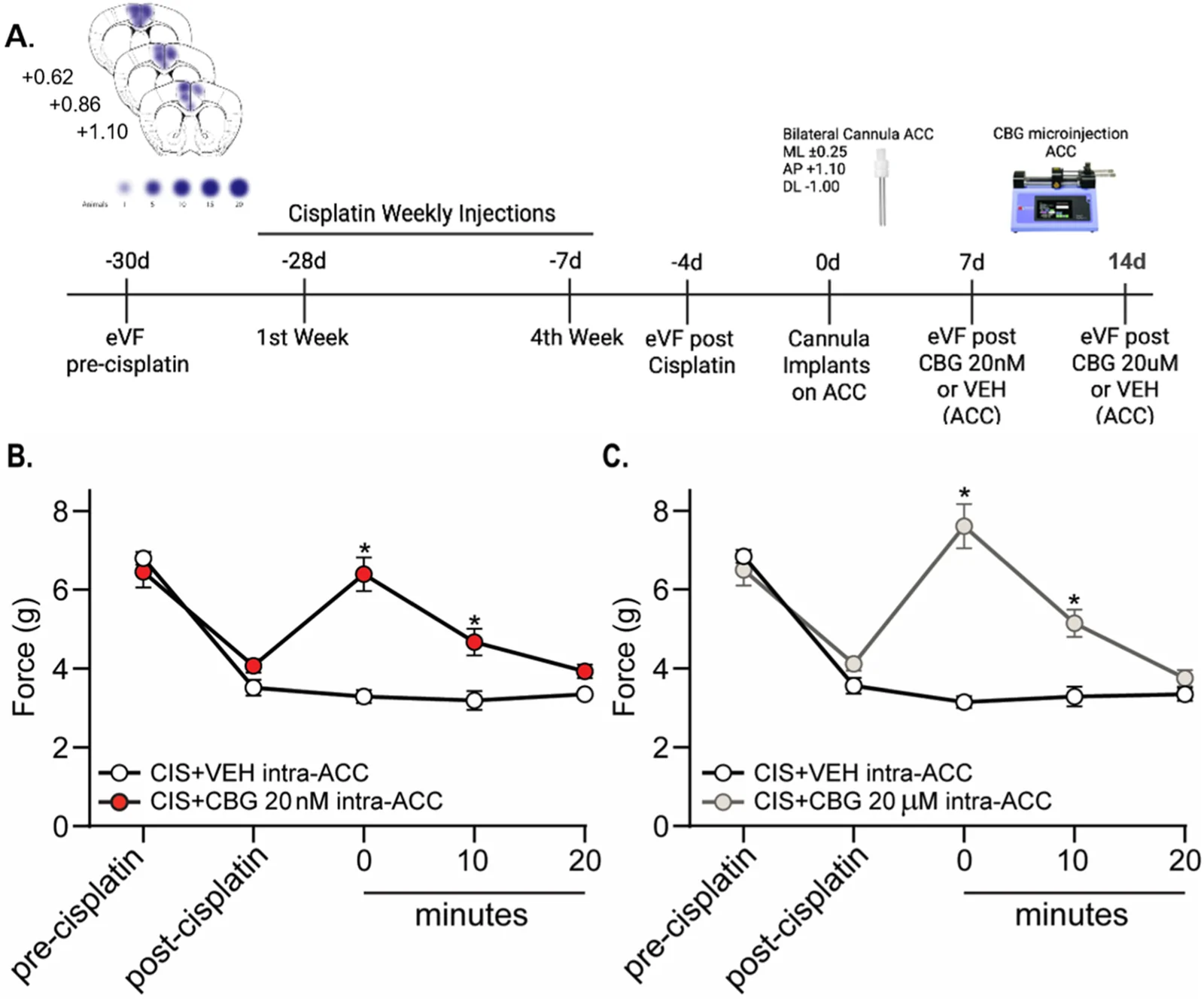 Local ACC injection of CBG attenuates mechanical hypersensitivity in CIPN. (A) Experimental timeline. Baseline mechanical sensitivity was assessed using electronic von Frey (eVF), followed the next day by the initiation of weekly intraperitoneal cisplatin injections (5 mg/kg) for 4 consecutive weeks. Mechanical thresholds were reassessed after the final injection to confirm the establishment of neuropathy. The following day (referred to as day 0), mice underwent stereotaxic cannula implantation targeting the ACC (Top left: Summary of ACC cannula placements. The figure represents Evans Blue staining of individual animals in coronal brain sections (from bregma: +0.62 to +1.10). Intensity of the stain is based on the number of animals with an N of 1 corresponding to low intensity and N of 20 the maximum intensity). After 1 week of recovery, animals received intra-ACC microinjections of either vehicle or CBG at 20 nM or 20 µM with a fixed low-to-high concentration sequence. A 7-day washout period was included between sessions. (B) Intra-ACC microinjections of either vehicle or CBG at 20 nM; mechanical threshold (force in grams) measured at baseline, post-cisplatin, and immediately (0 minutes), 10, and 20 minutes following intra-ACC microinjection. (C) Intra-ACC microinjections of either vehicle or CBG at 20 µM; mechanical threshold (force in grams) measured at baseline, post-cisplatin, and immediately (0 minutes), 10, and 20 minutes following intra-ACC microinjection. Data was analyzed by two-way repeated measures ANOVA followed by Bonferroni post hoc test. *p < 0.05 vs. CIS+VEH at the same timepoint. n = 9 per group.