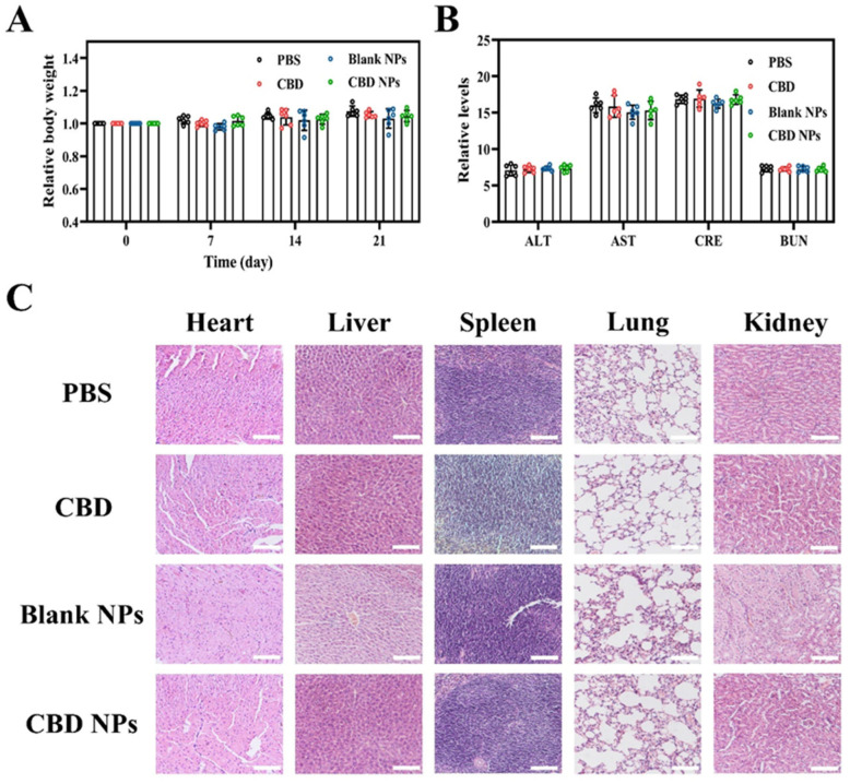 In vivo safety of nanoparticles. Changes in (A) body weight, (B) liver, and kidney function indexes, and (C) H & E staining of major organs in mice treated with PBS, CBD, Blank NPs, and CBD NPs. Magnification: 10 times. Scale bar = 100 µm. Values are presented as mean ± SD (n = 6).