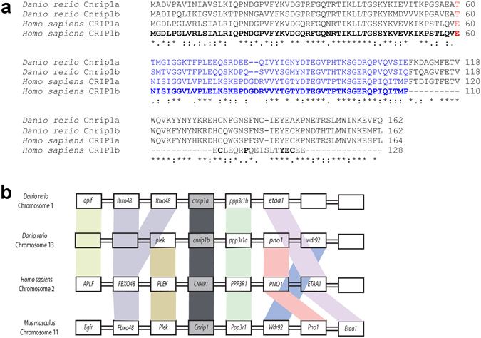 Cnrip1 genes in zebrafish. (a) Amino acid sequence alignment of Cnrip1a and Cnrip1b with the two splice variants of the single human CNRIP1 gene, named CRIP1a and CRIP1b. Distinct exons are shown in alternating black and blue font (red indicates amino acids coded by two exons). Comparing both zebrafish genes and CRIP1a asterisk indicates identity and colon similarity between all three, full stop similarity between any two. Bold indicates identity between CRIP1a and CRIP1b. (b) Synteny of adjacent genes in vertebrate CNRIP1 loci. Colours link homologous genes.