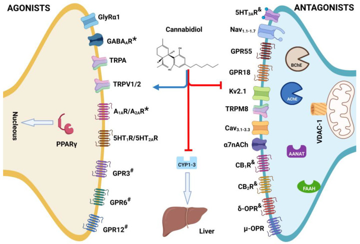 Structure of cannabidiol (CBD) and its role such as agonist or * = positive allosteric modulator (PAM), antagonist, # = inverse agonist, and & = negative allosteric modulator (NAM) on multi-target receptors and enzymes associates with developed of diseases in vivo. Created with BioRender.com.