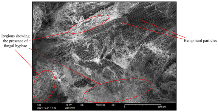 SEM micrograph of the inside of a final sample.