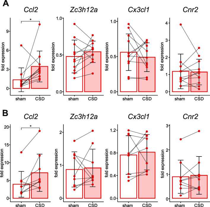 Effect of a single unilateral CSD on parenchymal expression of genes associated with inflammation (CSD vs sham control). mRNA levels of Ccl2, Zc3h12a, Cx3cl1, Cnr2 in the parenchyma of the frontal (A) and retrosplenial (B) cortices of the sham-treated contralateral (sham) and affected by CSD ipsilateral (CSD) hemispheres at 3 h after induction of a single unilateral CSD (n = 9). Significant difference is marked by *—p < 0.05