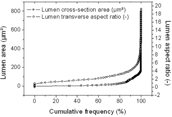 Statistical analysis on lumen structural attributes (cross-section area and aspect ratio) in the transverse dimensions.