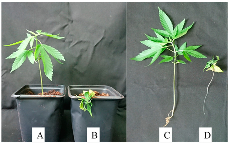 Inoculation of an MC seedling with (A) saline solution (control) compared to that inoculated with (B) Fusarium oxysporum (isolate 64B). Images of intact plants, including roots of (C) a plant inoculated with saline solution (control) compared to that (D) inoculated with Fusarium oxysporum (isolate 64B).