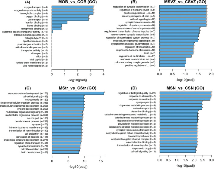 GO analysis of the DEGs in five brain regions between 6‐OHDA PD rats (n = 3 rats) and saline controls (n = 3 rats). (A‐D) Top 20 GO terms ranked in the OB, SVZ, Str, and SN. The x‐axis represents the statistical significance. The y‐axis shows the GO terms, (n) represents the number of DEGs enriched in this GO term. *padj < 0.05. C = saline control group and M = 6‐OHDA PD rat model
