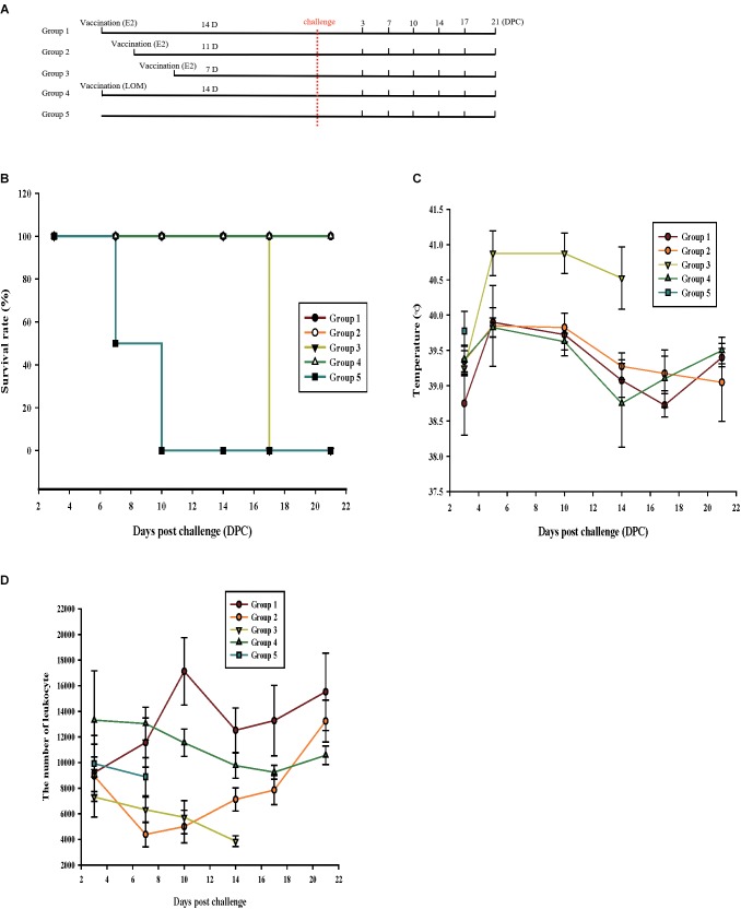 Single-dose vaccination with plant-produced E2 fusion protein can provide effective protection after 11 days. (A) Schedules of single-dose vaccination and challenge with virulent classical swine fever virus (CSFV). Piglets were vaccinated with plant-produced E2 fusion protein (ppE2) or live CSFV vaccine strain LOM. Survival and clinical conditions of vaccinated pigs after viral challenge were monitored at 0, 3, 7, 10, 14, 17, and 21 days post-challenge. (B) Survival of immunized and control (non-immunized) piglets. (C,D) Symptoms of CSFV infection in animals with single-dose vaccination. Body temperatures (C) and the number of WBCs (D) from all piglets were examined at the indicated time points until the animals died or were euthanized. Piglets from group 3 displayed abnormal clinical signs before death, and non-vaccinated pigs all died soon after challenge. Data are mean ± SEM for four piglets per group.
