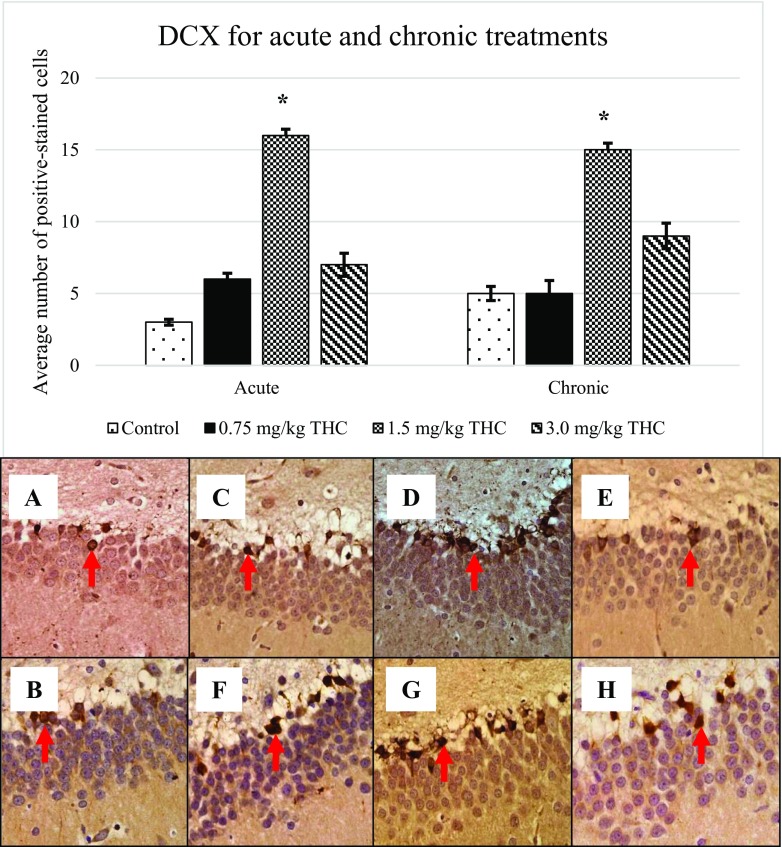 Upregulation of doublecortin (DCX). Arrows above show the DCX-positive cell that appeared brownish in colour. Pictures of a and b show the positive cell of control, c–e are for acute treatment, while f–h are for chronic treatment