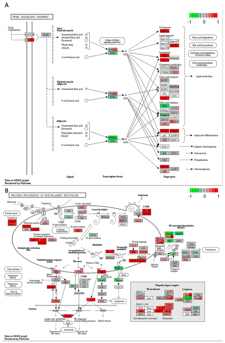 Gene expression changes in GO terms: (A) PPAR signalling, and (B) protein processing in endoplasmic reticulum in response to high–THC extract #18 compared to DMSO control in the HT–29 CRC cell line. The genes are coloured according to the difference in expression level between treatment and control for each sample. Red colour shows upregulation and green downregulation relative to the treatment group. Data based on GAGE unidirectional analysis.
