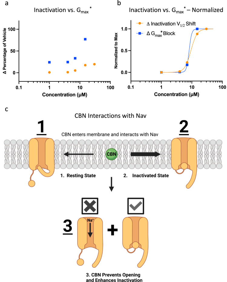 CBN effect on apparent conductance compared to its effect on inactivation.a Comparison of concentration-dependent effects of CBN on Gmax* vs. inactivation as a percentage of vehicle. b Normalized relationship of the data from a and fit with the Hill equation. The Hill coefficient was not constrained during fitting. c Cartoon representation of the concentration-dependent modality of CBN’s modulation of voltage-dependent Nav currents. Given than CBN is hydrophobic, it readily partitions into the membrane. Once inside the membrane it interacts to a very small extent with the (1) resting state and a much larger affinity for the (2) inactivated states of the Nav channel. (3) CBN equipotently prevents channels from opening, as it hyperpolarizes/enhances inactivation hence.