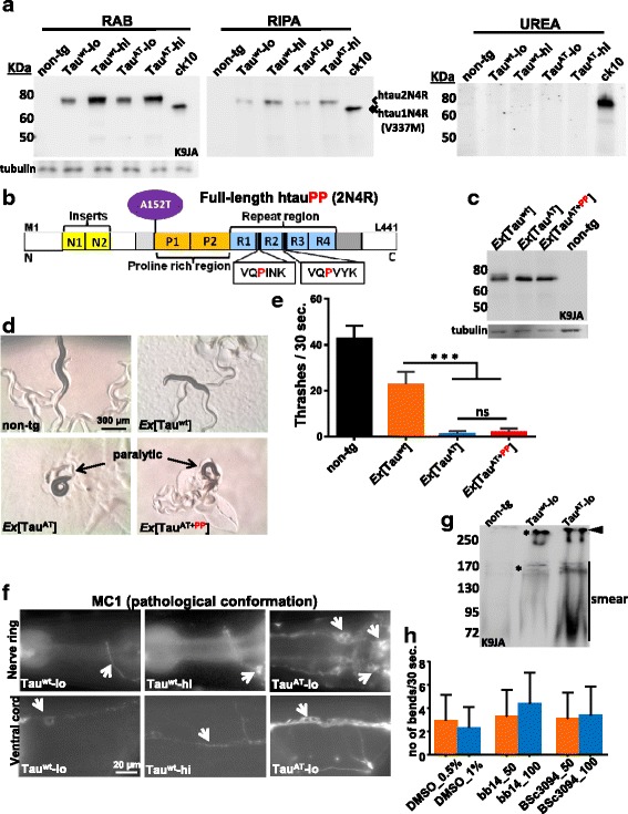 Mutant TauAT does not aggregate, adopts a pathological conformation and anti-aggregation compounds do not rescue the paralysis. a Sequential extraction of tau from aged animals (mixed stage consisting worms of mostly > 3 days old). CK10 line transgenic for htauV337M (1N4R) accumulates detergent insoluble tau (insoluble aggregated tau); while no insoluble tau is detected in Tauwt or TauAT lines. 2N4R-tau (single arrow) in Tauwt and TauAT lines migrates slower than the 1N4R-tau (double arrow) in CK10 worms. With age, more Tau accumulates in the detergent soluble fraction (representing Tau bound to membranous structures) (see also Additional file 13A for day-1 old animals). b Bar diagram of anti-aggregant Tau construct TauAT+PP with A152T mutation plus two additional proline substitutions in the hexapeptide motifs (htau40A152TI 277 PI 308 P). c 30 day-1 adult animals from non-tg, Ex[Tauwt], Ex[TauAT] and its anti-aggregant variant Ex[TauAT+PP] after lysis in 1 x sample buffer, then subjected to 10 % PAGE and subsequent western blot analysis using K9JA-pan-tau antibody. Ex[Tauwt], Ex[TauAT] and its anti-aggregant variant Ex[TauAT+PP] carrying the respective Tau transgenes as extrachromosomal arrays (Ex) show comparable levels of Tau expression. Tubulin serves as loading control. d Micrographs of the worms. The anti-aggregant variant of mutant TauAT (TauAT+PP) is equally toxic and produces a similar paralytic phenotype as the single mutant TauAT. Note the absence of tracks and coiled body in Ex[TauAT+PP] similar to Ex[TauAT]. e Mean thrashing assay of day-1 old adult animals carrying Tauwt, TauAT or its anti-aggregant variant (TauAT+PP) transgenes as extrachromosomal arrays. Ex[TauAT+PP] shows less thrashes than the non-tg (~5 % of non-tg) or Ex[Tauwt] worms (~9 % of Tauwt worms). But there is no difference between the Ex[TauAT] and its anti-aggregant variant Ex[TauAT+PP], indicating that the toxicity does not depend on amyloidogenic aggregation. Non-tg strain serves as control. Error bars denote SEM, n ≥ 30. ***P < 0.001, ns., not significant. One-way ANOVA with Tukey’s test applied for multiple comparisons. f Immunostaining of day-1 old Tauwt-lo, Tauwt-hi and TauAT-lo with conformation-specific antibody MC1. Tau in TauAT-lo worms adopts a pathological state as seen by dense staining in the nerve ring and ventral cord. White arrows show stained neuronal processes either in the nerve ring or ventral cord region. Tauwt (-lo and -hi) show only mild staining occasionally. g Worm extracts prepared from mixed stage adults in buffer C, resolved by native PAGE and immunoblotted with K9JA show Tau enriched in soluble high molecular weight complexes in TauAT worm extracts. In addition to two bands common to both Tauwt-lo and TauAT-lo lysates (~170 KDa and >250 KDa marked by asterisks), a smear in the range of 72-95 KDa corresponding to lower oligomeric species and a higher band (> > 250 KDa, black arrowhead) can be seen in the TauAT-lo lysate. h Mean number of bends per 30 s of TauAT-lo worms treated either with DMSO (solvent control) or with 50 or 100 μM concentrations each of known aggregation inhibitors of Tau (Rhodanine compound bb14, PTH compound BSc3094 in DMSO). The lack of rescue indicates that the toxicity of TauAT is based on some mechanism distinct from aggregation (for comparison see [17]). Error bars denote SEM. One-way ANOVA with Tukey’s test applied for multiple comparisons (ns., not significant)