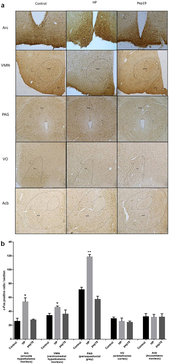 cFos immunohistochemistry in brain regions of mice treated with vehicle, Pep19 or hemopressin (HP). Panel a: pictures are representatives of brain regions such as arcuate hypothalamic nucleus (Arc), ventromedial hypothalamic nucleus (VMN), periaqueductal grey (PAG), orbitofrontal cortex (VO) or accumbens nucleus (Acb). Panel b: The numbers of cFos immunoreactive cells, in each of the indicated brain areas were analyzed using Image J software. Results are presented as mean ± SEM (n = 3/group). The respective pharmacological treatment (Pep19 or HP, 1 mg/kg administrated orally) was compared with control (vehicle, water) by Student’s t-test or analysis of variance (ANOVA), followed by ad-hoc Tukey’s test (n = 7): p < 0.05 (*) or p < 0.02 (**). Note that Pep19 treatment did not increase the number of cFos positive cells in any of the evaluated areas, this is different from HP treatment that increased the number of cFos positive cells in Arc, VMN and PAG.