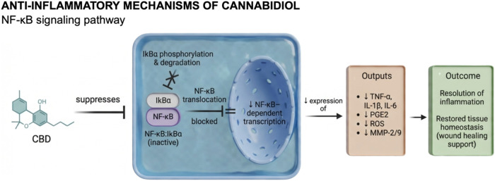 Schematic representation of the anti-inflammatory mechanisms of cannabidiol (CBD) through modulation of the NF-κB signaling pathway. CBD exerts multifactorial anti-inflammatory effects by interfering with key molecular events that control the transcription of pro-inflammatory genes. Mechanistically, CBD suppresses the phosphorylation and subsequent degradation of IκBα, thereby preventing NF-κB translocation from the cytoplasm to the nucleus. This results in the downregulation of NF-κB–dependent gene expression, including tumor necrosis factor-α (TNF-α), interleukin-1β (IL-1β), interleukin-6 (IL-6), and prostaglandin E2 (PGE2). In addition, CBD modulates oxidative stress by reducing reactive oxygen species (ROS) generation and inhibits the expression of matrix metalloproteinases (MMP-2 and MMP-9), which are responsible for extracellular matrix degradation. Collectively, these mechanisms contribute to the resolution of inflammation and restoration of tissue homeostasis, highlighting CBD’s potential as a therapeutic modulator in both acute and chronic wound environments. Created in BioRender. de Avila, E. (2026) https://BioRender.com/11yguh7. License: KS29EDEUJ8.