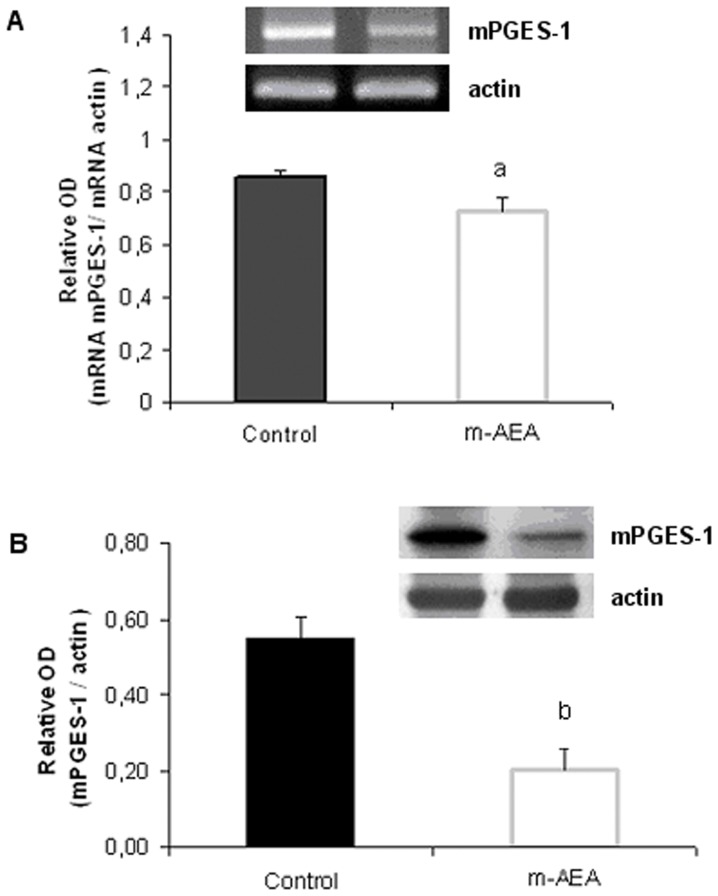 AEA decreases mPGES-1 mRNA and protein levels.Densitometric analysis of A) mRNA and B) protein expression of mPGES-1. Uterine explants were incubated without/with m-AEA (100 nM) for 24 h. Student t test. a, p<0.05 vs control; b, p<0.001 vs control. n = 5. One representative gel/blot is shown.