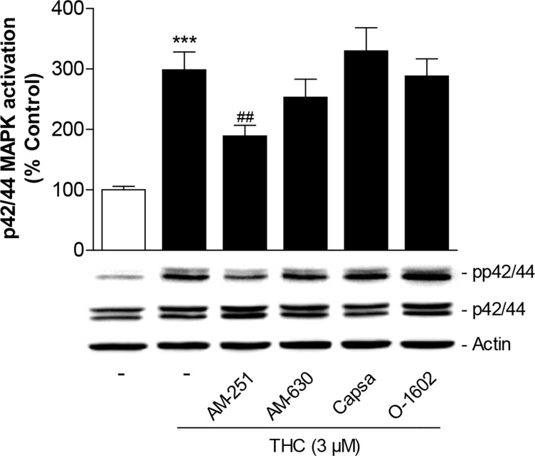 Role of cannabinoid-modulated receptors as upstream targets of p42/44 MAPK activation by THC in MSCsCells were pretreated for 1 h with AM-251 (CB1 antagonist), AM-630 (CB2 antagonist), capsazepine (Capsa, TRPV1 antagonist) or O-1602 (agonist at GPR55) at 1-μM concentrations prior to addition of vehicle or 3 μM THC for another 1 h. Activation of p42/44 MAPK was analyzed by Western blot analyses. The histogram above the representative blots indicates densitometric analysis of phospho-p42/44 normalized to p42/44 MAPK. Data are expressed as percentage of vehicle-treated controls (set as 100%) and represent means ± SEM of n = 17 incubations with cells from 5 donors (3 to 4 incubations per donor). ***P < 0.001, vs. vehicle control; ##P < 0.01 vs. cells treated with THC, one-way ANOVA plus post hoc Bonferroni test.