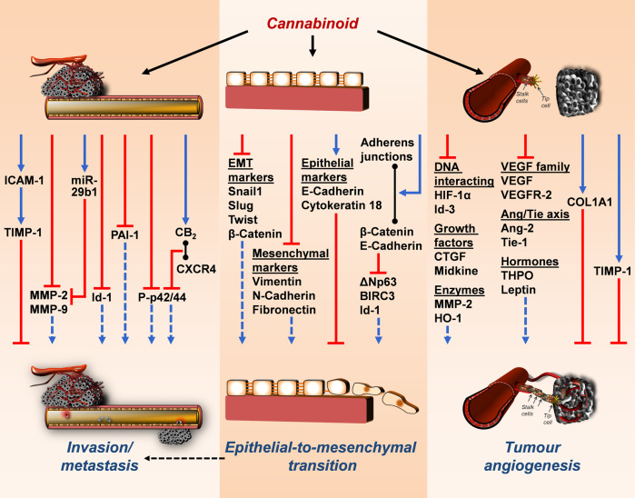Mechanisms of anti-invasive, antimetastatic, anti-epithelial-to-mesenchymal-transition and anti-angiogenic effects of cannabinoids on cancer cells.The black arrows emanating from the cannabinoid show the respective modulated structures or levels. Coloured arrows indicate the inhibitory (red) and stimulatory (blue) effects of cannabinoids on targets involved in cancer cell invasion/metastasis, angiogenesis and epithelial-to-mesenchymal transition. Blue dashed arrows indicate reduced stimulation of each effect by cannabinoid treatment. Black lines with circles at both ends indicate binding and dimer formation between the respective parameters. Black dashed arrow indicates functional relationship between epithelial-to-mesenchymal transition and invasion/metastasis. All abbreviations are explained in the text.