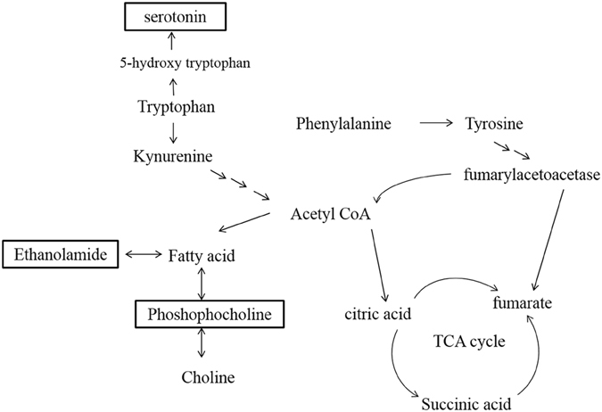 The perturbed metabolic pathways and relevant pathways leading to high fat diet -induced emotional changes.