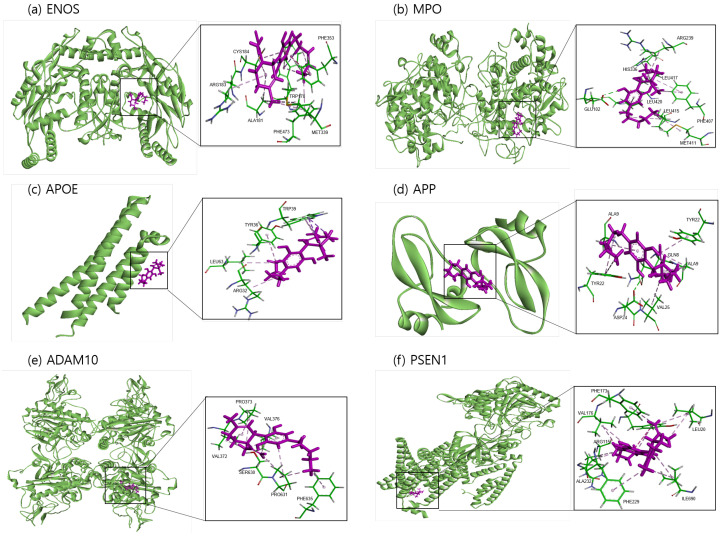 Molecular docking of identified potential targets to CBD: (a) ENOS, (b) MPO, (c) APOE, (d) APP, (e) ADAM10, and (f) PSEN1. CBD is colored magenta, and protein is colored green.
