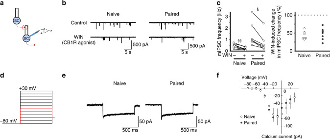 Fear conditioning does not alter CB1R signaling or calcium entry that evokes eCB release.a–c CB1 receptor signaling is not affected by fear conditioning. a Schematic of the experimental procedure. b Example traces of mIPSCs from stellate cells before and during application of CB1R agonist WIN55212-2. c WIN55212-2 reduces mIPSC frequency in both naïve (n = 7 cells) and conditioned mice (n = 7 cells). d, e Fear conditioning did not change voltage-gated calcium currents in cerebellar stellate cells. d Voltage-clamp protocol used to evoke calcium currents. e Example traces of calcium currents in response to membrane depolarization to −30 mV (shown in red in d). For representation purpose, artifacts have been filtered out. f Group data showing the current–voltage relationship of calcium currents recorded in stellate cells from naïve (open circles, n = 5 cells) and paired (filled circles, n = 7 cells) animals. Effects of WIN on mIPSC frequency in naïve were compared with paired group using a two-way RM ANOVA followed by Tukey’s post hoc test (§, P < 0.05; §§, P < 0.01). Data are presented as mean values ± SEM. Statistical analysis and P and F values can be found in Supplementary Table 4 and original data in the Source Data file.