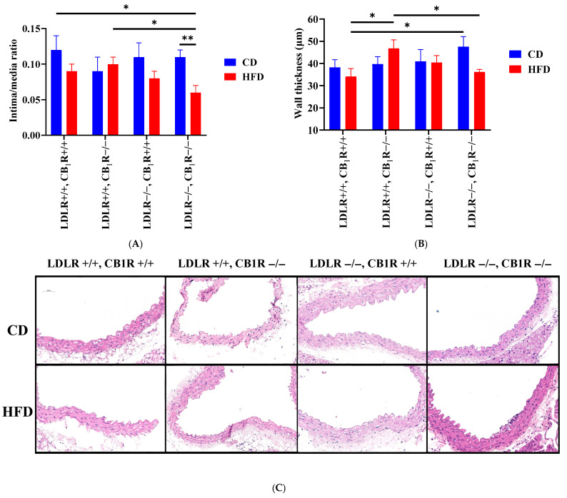 Intima/media ratio (A) and wall thickness (B) values of hematoxylin–eosin (HE) stained aortas from mice with genotypes LDLR+/+CB1R+/+ (wild-type), LDLR+/+CB1R−/−, LDLR−/−CB1R+/+ and LDLR−/− CB1R−/− kept on control diet or on high-fat diet for 5 months. Mean ± SEM values are shown (A,B). (*, p < 0.05 and **, p < 0.01 between groups indicated). (C): Representative photos of HE-stained aortas are shown. Abbreviations: LDLR: low-density lipoprotein receptor, CB1R: cannabinoid type 1 receptor, CD: control diet, HFD: high-fat diet.