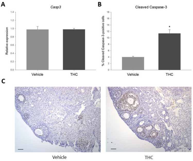 (A). Relative expression of Casp3 in prenatally THC-exposed adult rat ovaries. (B). Percentage of cleaved caspase-3-positive ovarian follicular cells in prenatally THC-exposed adult rat ovaries. (C). Cleaved caspase-3 protein levels in prenatally THC-exposed adult rat ovaries (mean + SEM; N = 5, * p < 0.05).