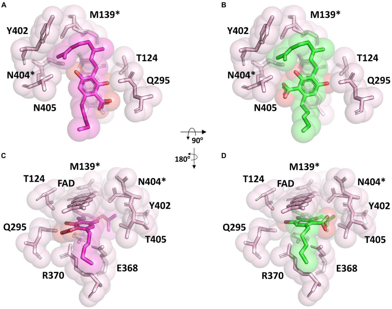 Tcz9 in complex with CBGA.Views of the Tcz9 enzyme active site with CBGA bound looking (A-B) perpendicular to and (C-D) in the plane of flavin. There are two conformations of CBGA (colored purple and green) in this crystal form due to the pseudo symmetry of the CBGA molecule with the differences in the carboxylic acid position. Each alternative conformation of CBGA captures, colored purple (A, C) and green (B, D) are shown separately. Tcz9 residues surrounding the CBGA are indicated. Residues denoted with an asterisk have alternative conformations in the electron density map. The approximate rotational transformations relating the two views are indicated.